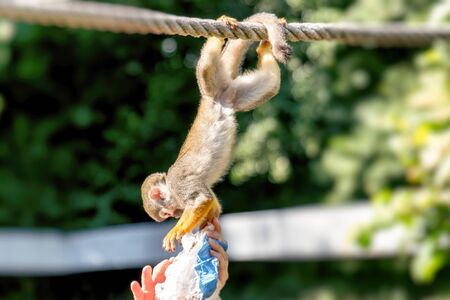 A small Squirrel monkey sits on a rope and reaches for a paper bag from a humanの写真素材