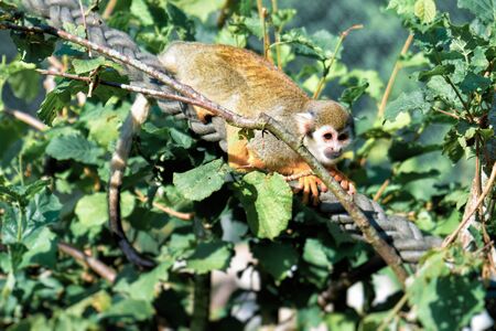 A small Squirrel monkey sits on a rope between the leavesの写真素材