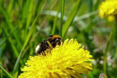 A bumblebee sits on a yellow flower head and collects food, close-upの写真素材