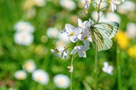 A white butterfly sits on a flower on a flower meadow in summerの写真素材