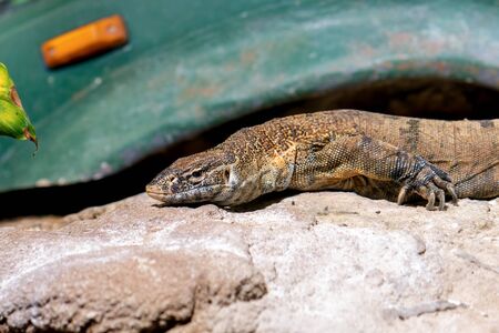 A bearded dragon lies on the stone in front of an old car, close-upの写真素材