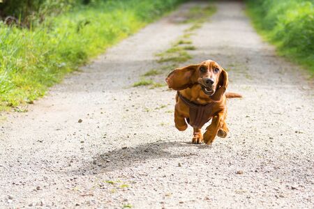 A basset dog with long floppy ears comes running and has a funny lookの写真素材