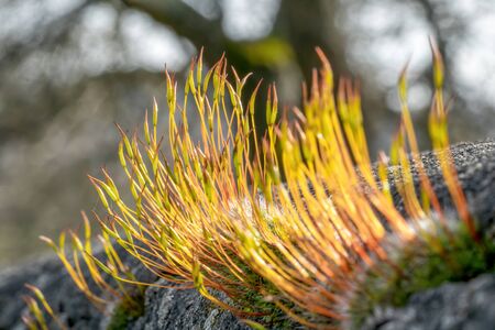 Macro shot of fine fresh flower threads growing in spring on a stone in the sunの写真素材