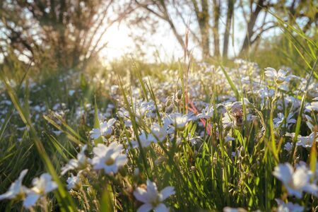 A white flower meadow in the evening sunlight, close-upの写真素材