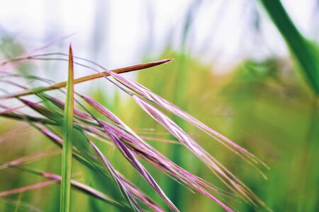 Fine soft green purple leaves, close-up macroの写真素材