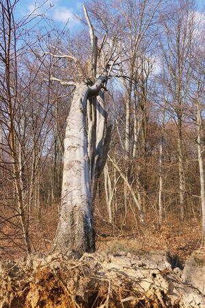 A large uprooted tree in the forestの写真素材