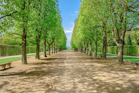 A green tree alley in the sunshineの写真素材