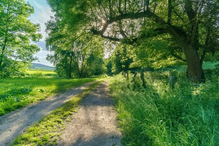 A forest path in summer with sunshineの写真素材