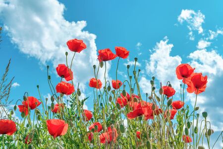Red poppies in bloom on a fieldの写真素材