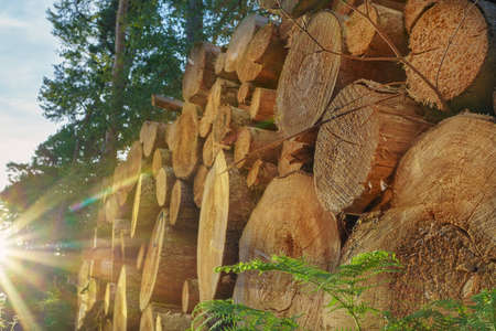 Pile of wood in the sunny forestの写真素材
