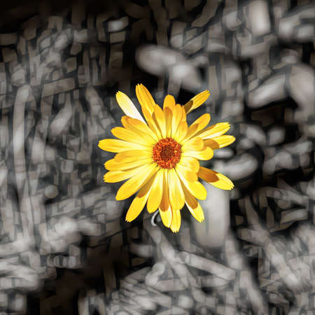 Yellow flower on an abstract black and white background, close-upの写真素材
