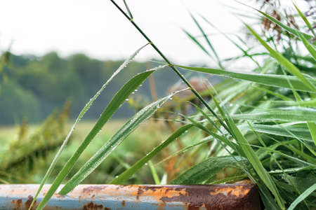 Green narrow leaves covered with water droplets and a rusty iron railing in the foregroundの写真素材