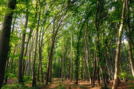 Enchanted crooked trees in the sun forestの写真素材