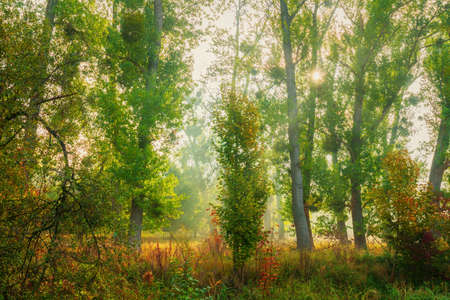 Sunny forest path with red leaves in golden autumnの写真素材