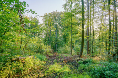A small sunny forest clearing where there are tire tracks from construction machines in the groundの写真素材