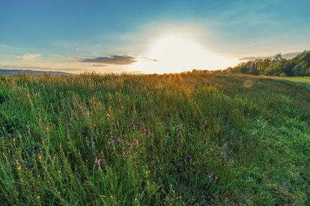 A sunset on a small hill in a grass meadowの写真素材