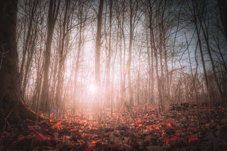 A sunlit forest on a December morning in an autumnal atmosphereの写真素材