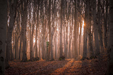 A sunlit forest on a December morning in an autumnal atmosphereの写真素材