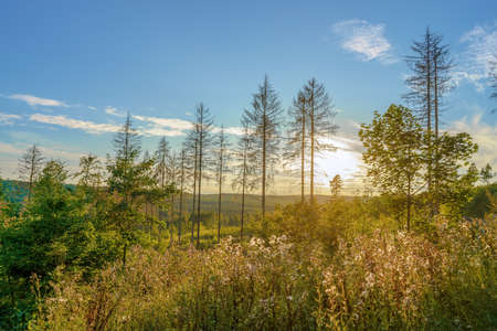 A wonderful view at sunset over the forest valley in the evening, outdoor shotの写真素材
