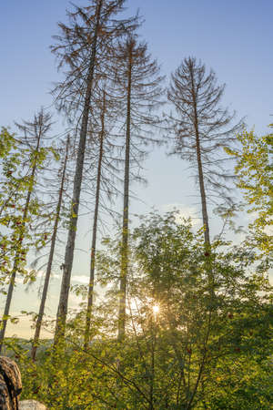A wonderful sunset in the evening between the tall long trees, outdoor shotの写真素材