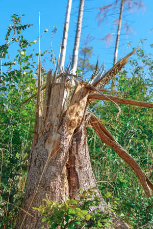 A broken tree trunk which has broken apartの写真素材