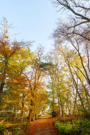 Green autumn tree tops on a sunny morningの写真素材