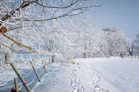 A snow-covered landscape in the winter morning sunの写真素材