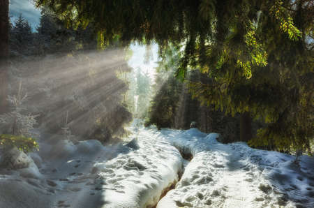 Wonderful winter forest sun rays shines through the needlesの写真素材