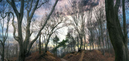 A mystical forest bathed in autumn sunlight atmosphere, panorama viewの写真素材