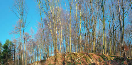 A giant row of trees on a cliff in a clearing on a spring sunset, panorama viewの写真素材