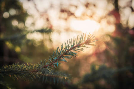 Close up of a fir branch in the evening sunの写真素材