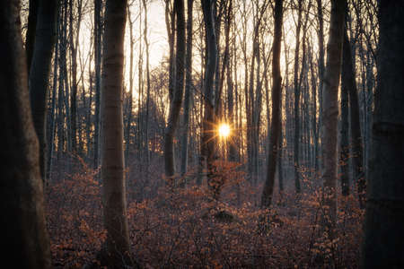 Sunset in the middle of the forest between the bare treesの写真素材