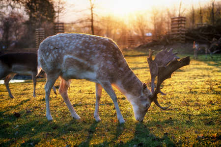 A deer with large antlers grazing in the morning sunの写真素材
