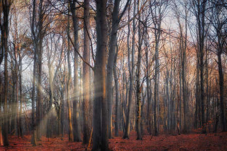 A mystical forest bathed in autumn sunlight atmosphereの写真素材