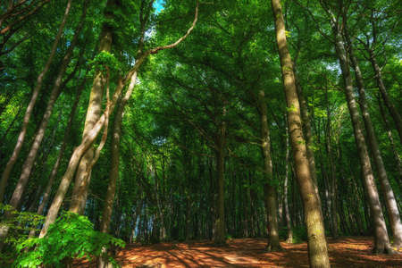Giant old trees in the sunny forestの写真素材