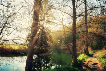 An idyllic sunset at a small lake in the nature in the forestの写真素材