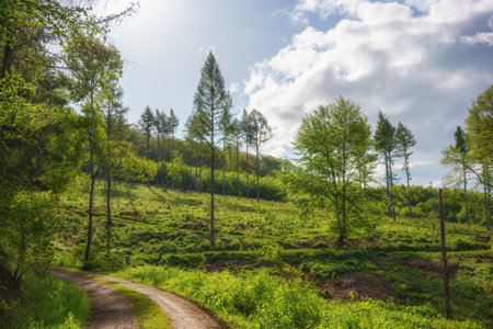 Forest clearing with tall fir trees in the middle of the sunny forest in the morningの写真素材