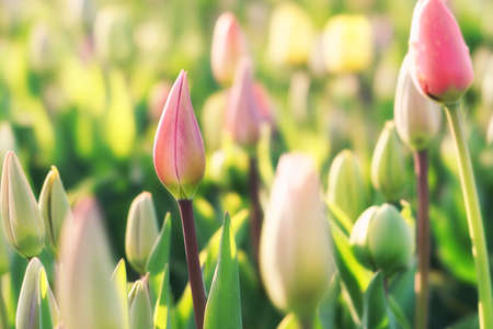 Colorful tulips in a fieldの写真素材