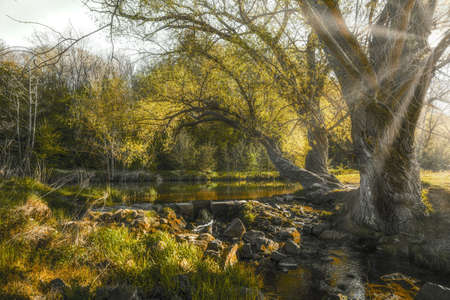 An idyllic sunset at a small lake in the nature in the forestの写真素材