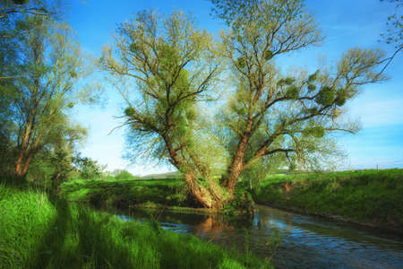 A tree at a fork in the river in the sunsetの写真素材