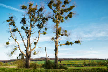 An old big tree in the field at sunset in the eveningの写真素材