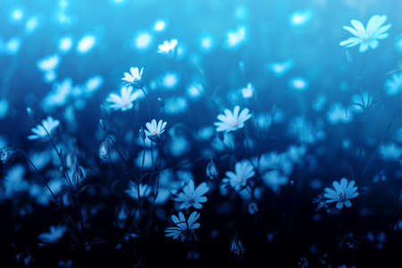 A daisy meadow in a blue dreamy lookの写真素材