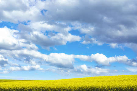 Rapeseed field under a cloudy blue skyの写真素材
