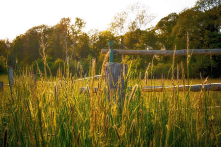 Summer pasture with a paddock in the foregroundの写真素材