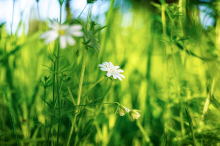 Close up of a white daisy in the summer in the meadowの写真素材