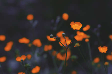 Close up of red flowers in a dark mood lookの写真素材