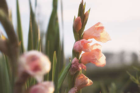 Rose colored flowers on abstract blurred backgroundの写真素材