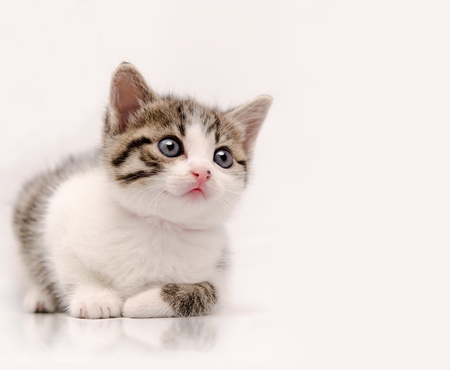 Studio shoot of young cat looking at something that could be designer choiceの写真素材
