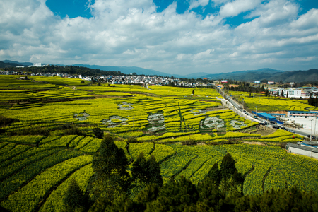 Rape Flowersのeditorial素材