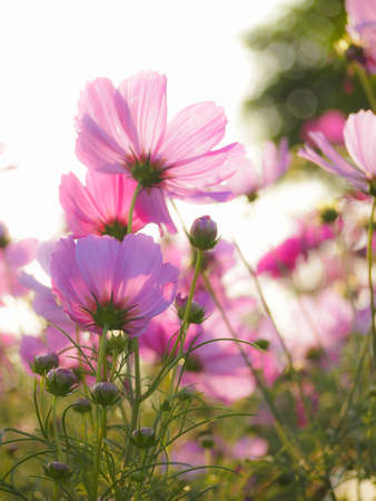 blur image of beautiful violet blooming flower in sunlightの写真素材